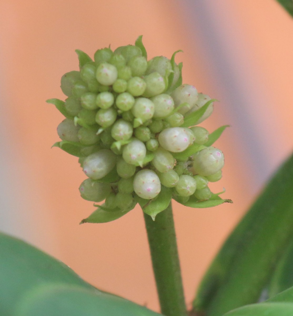 Medinilla multiflora Merr.